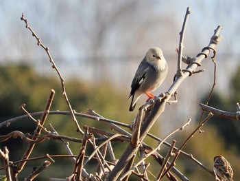 Red-billed Starling 愛知県 Sun, 1/29/2017