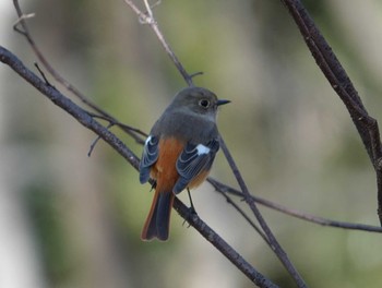 Daurian Redstart 埼玉 Wed, 3/3/2021