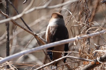 Hawfinch 埼玉 Thu, 3/4/2021