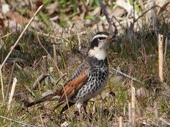 Dusky Thrush 埼玉 Thu, 3/4/2021