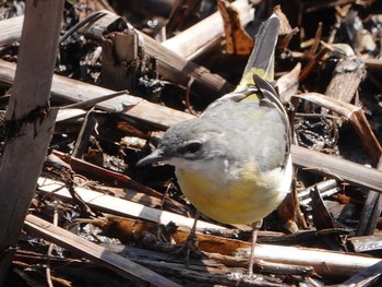 Grey Wagtail 埼玉 Thu, 3/4/2021