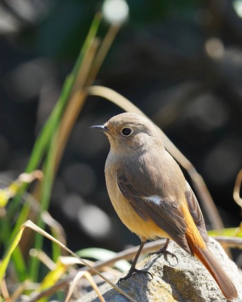 Daurian Redstart 大井埠頭(大井ふ頭) Sat, 2/20/2021