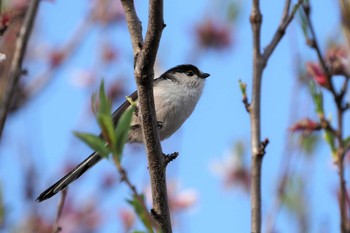 Long-tailed Tit 嵯峨野 Thu, 3/11/2021