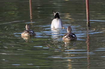 Eastern Spot-billed Duck 嵯峨野 Thu, 3/11/2021