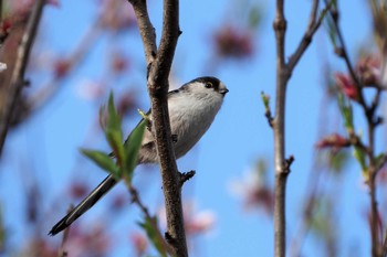 Long-tailed Tit 嵯峨野 Thu, 3/11/2021