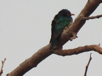 ミドリテリカッコウ Doi Pha Hom Pok National Park 2021年3月9日(火)