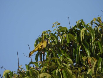 カヤノボリ Doi Pha Hom Pok National Park 2021年3月9日(火)