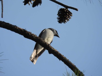 Large Cuckooshrike Doi Pha Hom Pok National Park Tue, 3/9/2021