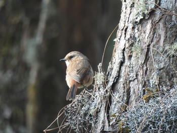 Grey Bush Chat Doi Pha Hom Pok National Park Tue, 3/9/2021