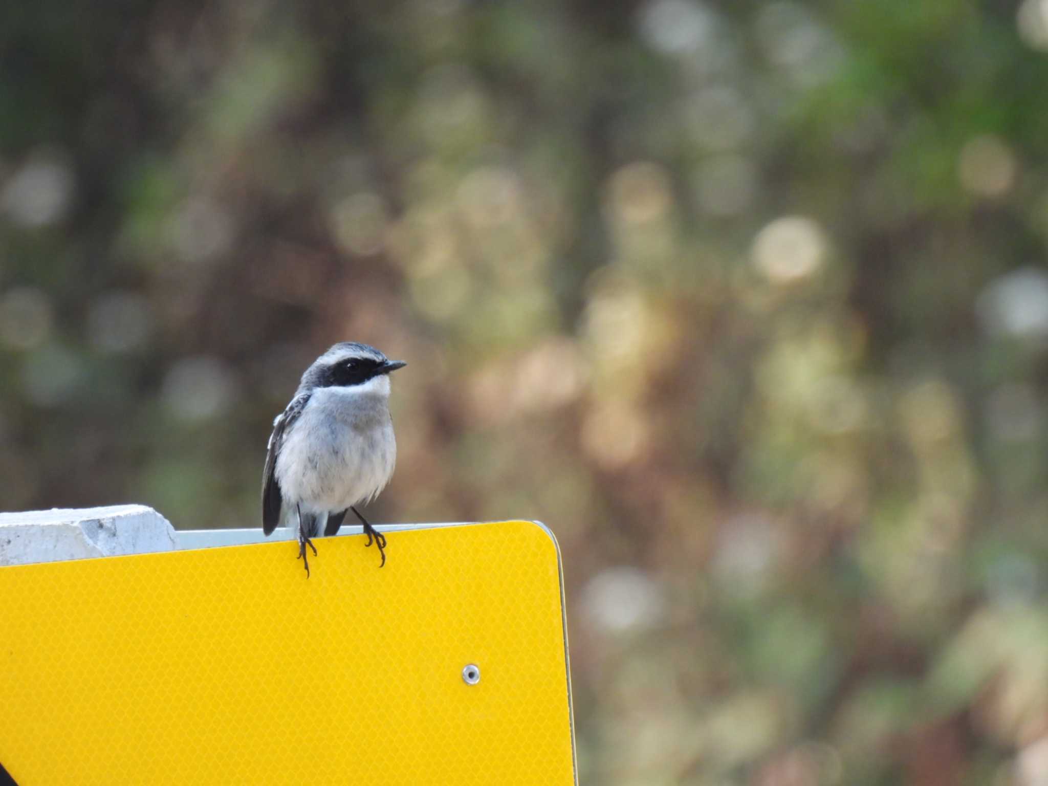 Grey Bush Chat