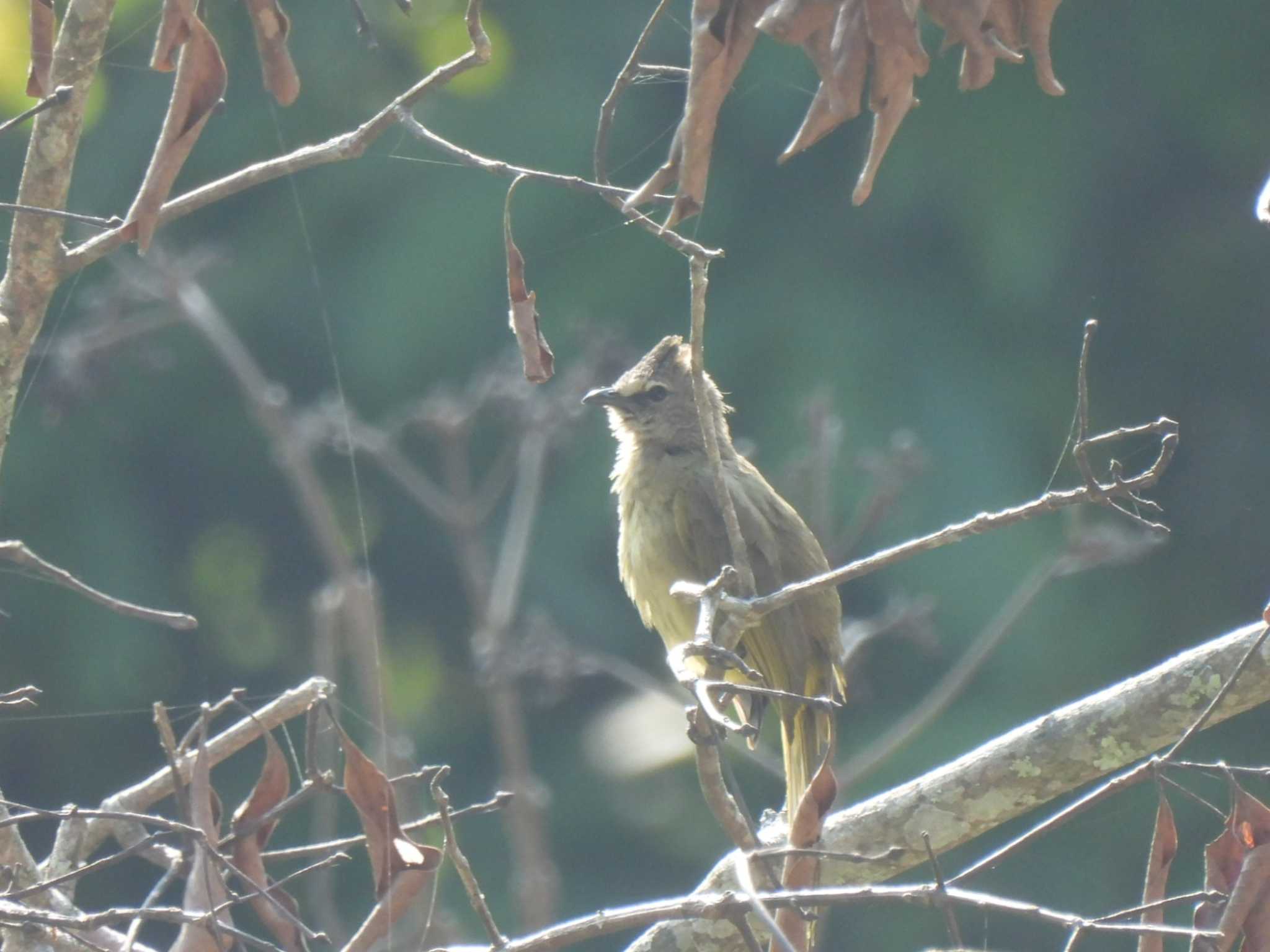 Flavescent Bulbul