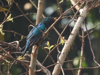 ミドリテリカッコウ Doi Pha Hom Pok National Park 2021年3月9日(火)