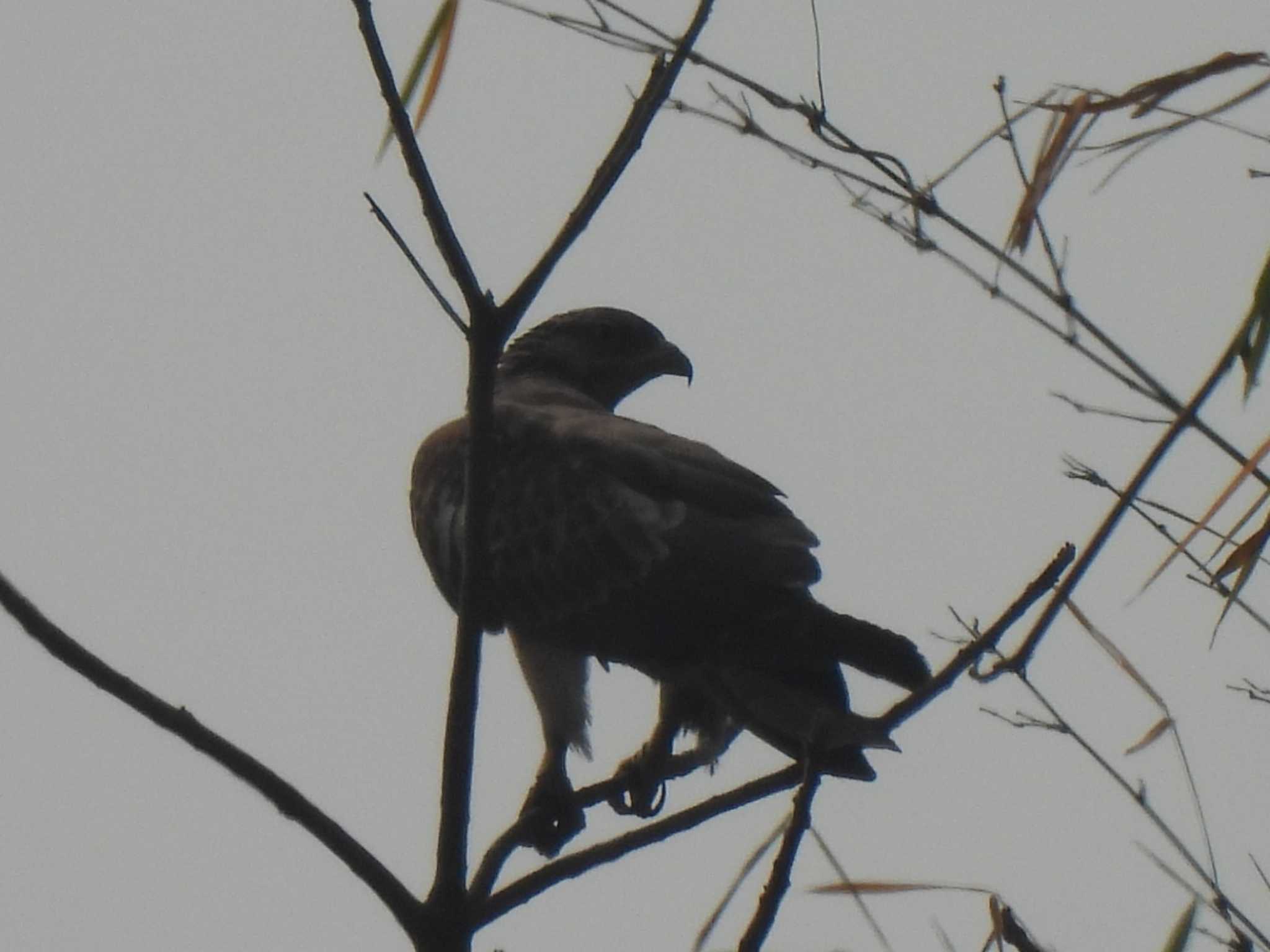 Changeable Hawk-Eagle