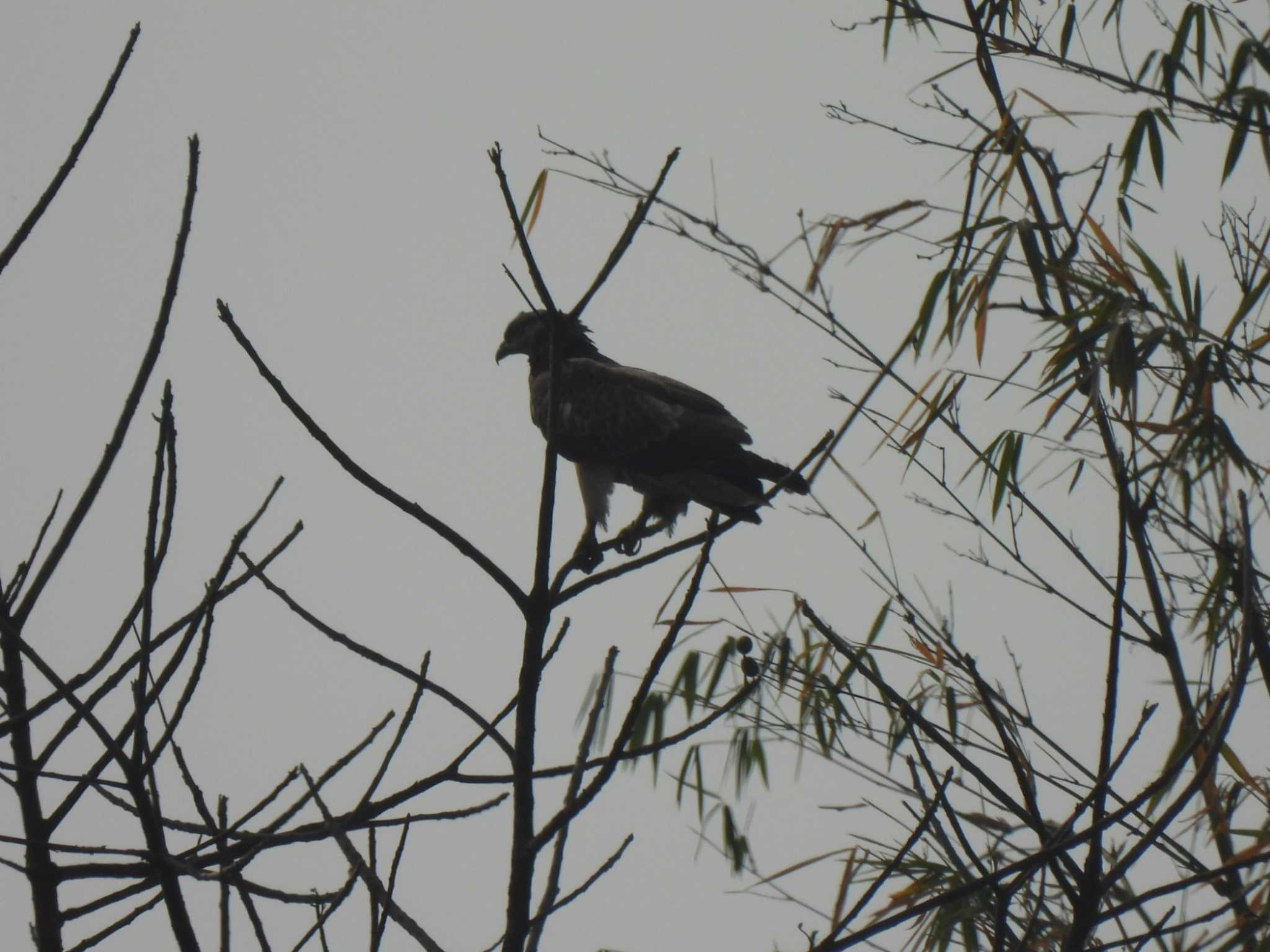 Changeable Hawk-Eagle