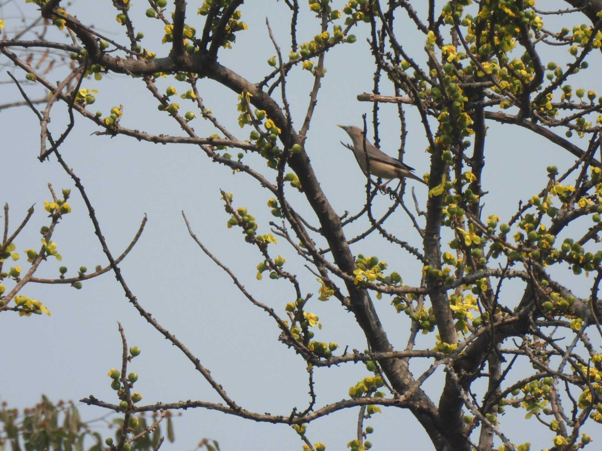 Chestnut-tailed Starling