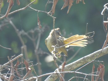 カオジロヒヨドリ Doi Pha Hom Pok National Park 2021年3月9日(火)