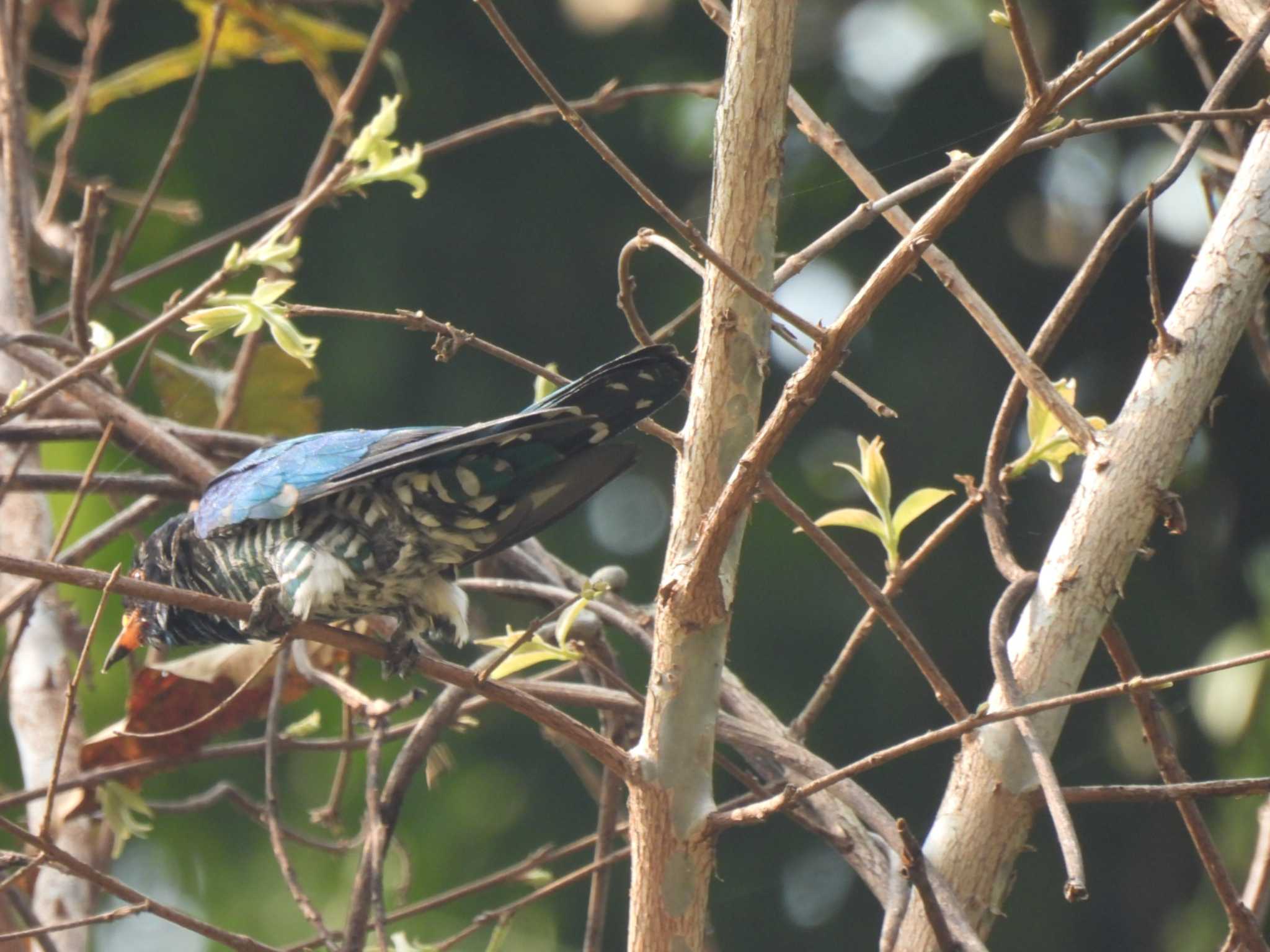 Photo of Asian Emerald Cuckoo at Doi Pha Hom Pok National Park by span265