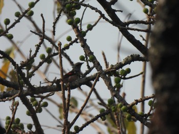 Rosy Minivet