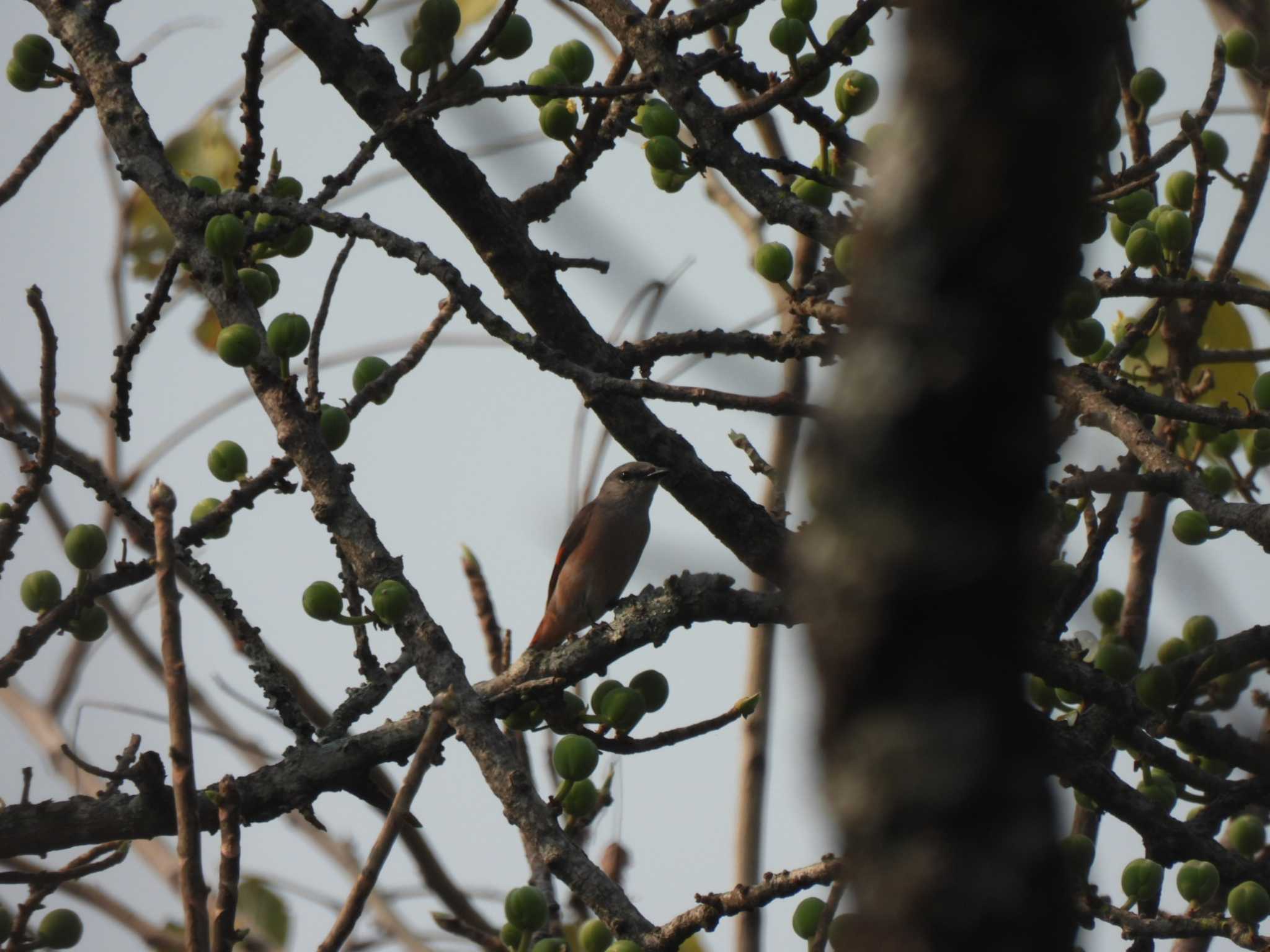 Photo of Rosy Minivet at Doi Pha Hom Pok National Park by span265