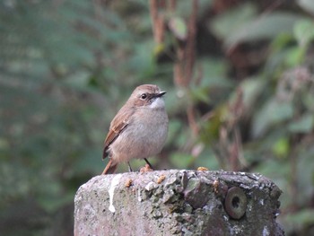 Grey Bush Chat Doi Pha Hom Pok National Park Wed, 3/10/2021