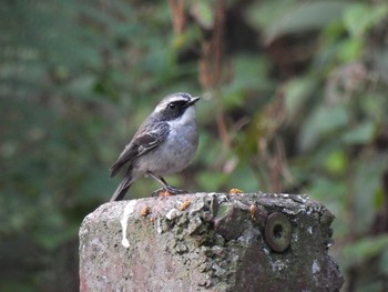 Grey Bush Chat Doi Pha Hom Pok National Park Wed, 3/10/2021