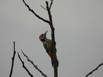 ムナフアカゲラ Doi Pha Hom Pok National Park 2021年3月10日(水)