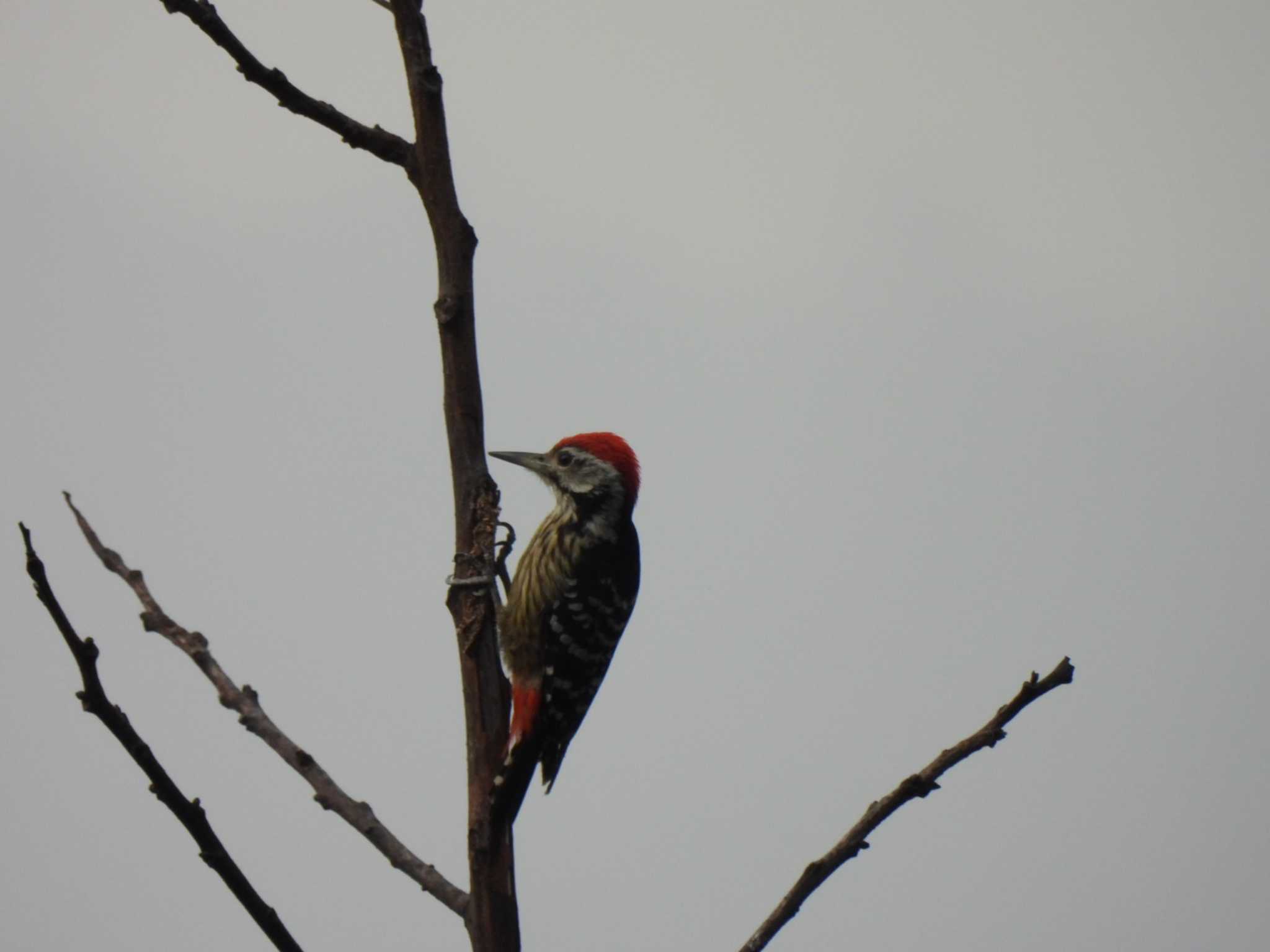 Photo of Stripe-breasted Woodpecker at Doi Pha Hom Pok National Park by span265