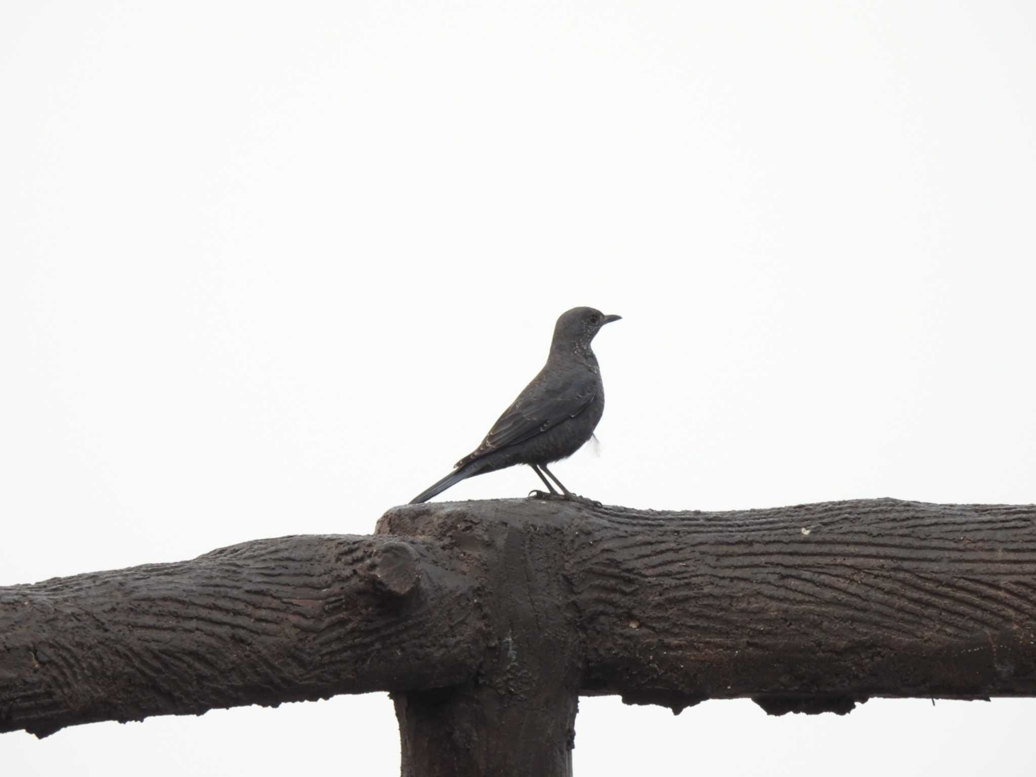 Photo of Blue Rock Thrush at Doi Pha Hom Pok National Park by span265