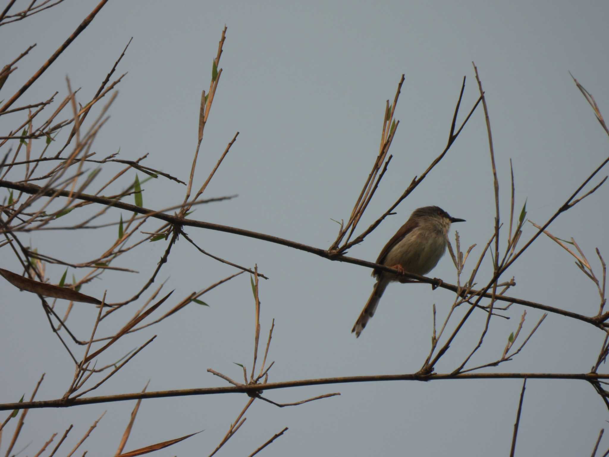 Grey-breasted Prinia