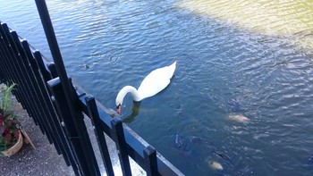 2015年9月20日(日) 明石市の野鳥観察記録