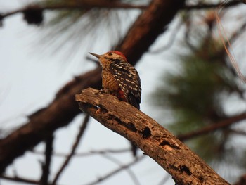 Fulvous-breasted Woodpecker Doi Pha Hom Pok National Park Thu, 3/11/2021