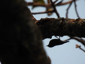 ビロードゴジュウカラ Doi Pha Hom Pok National Park 2021年3月11日(木)