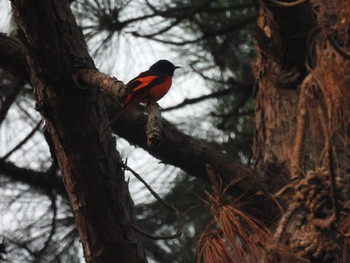 コバシベニサンショウクイ Doi Pha Hom Pok National Park 2021年3月11日(木)