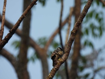 Grey-capped Pygmy Woodpecker Doi Pha Hom Pok National Park Thu, 3/11/2021