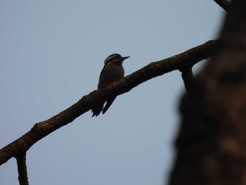 Grey-capped Pygmy Woodpecker Doi Pha Hom Pok National Park Thu, 3/11/2021