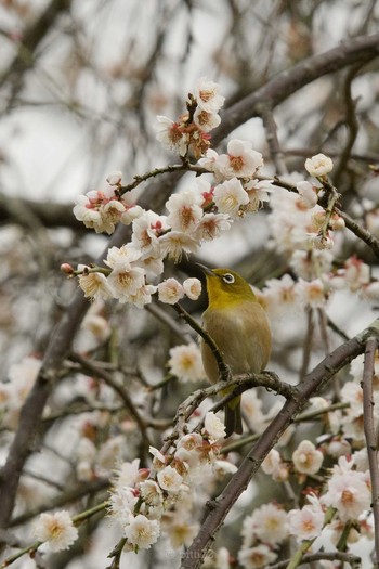 メジロ 小石川植物園 2021年3月12日(金)