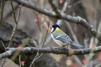 シジュウカラ 小石川植物園 2021年3月12日(金)