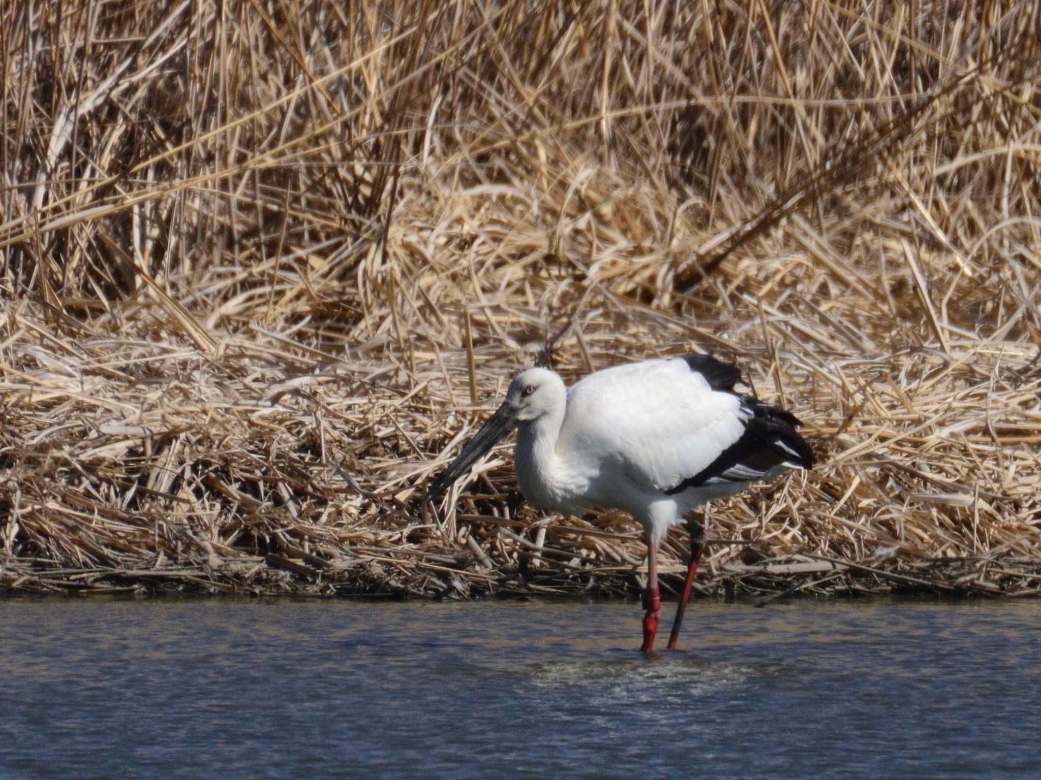 多々良沼 コウノトリの写真 by 80%以上は覚えてないかも