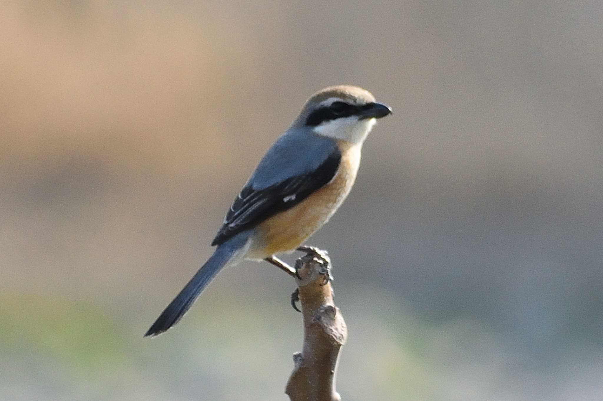 Bull-headed Shrike