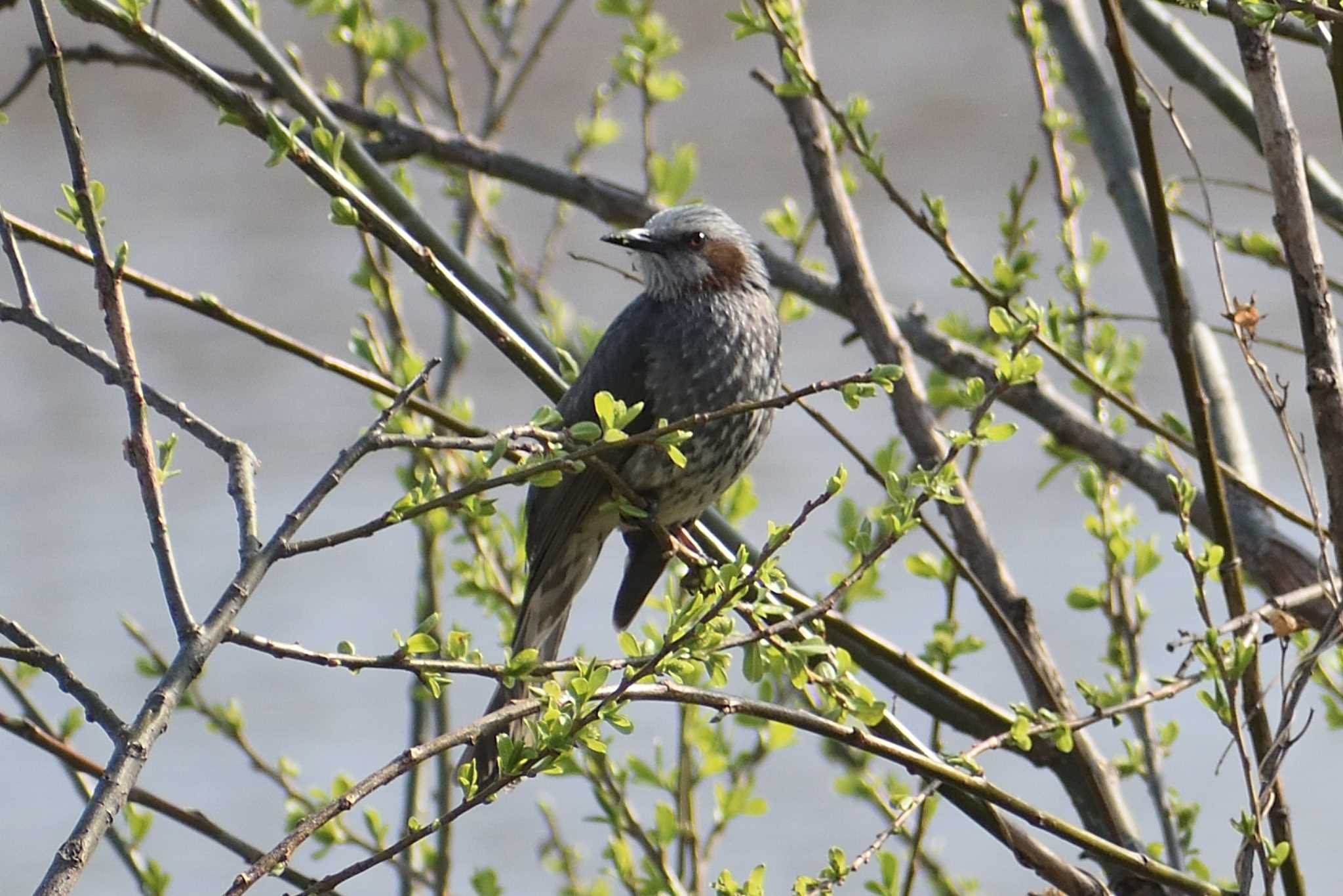 Photo of Brown-eared Bulbul at 庄内川 by よつくん