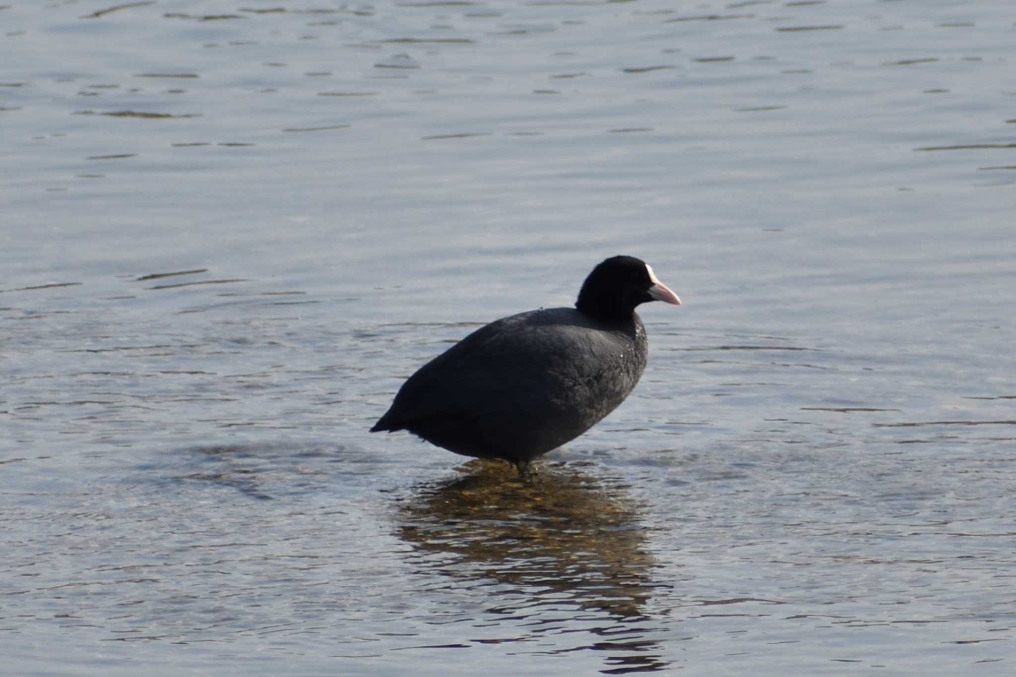 Eurasian Coot