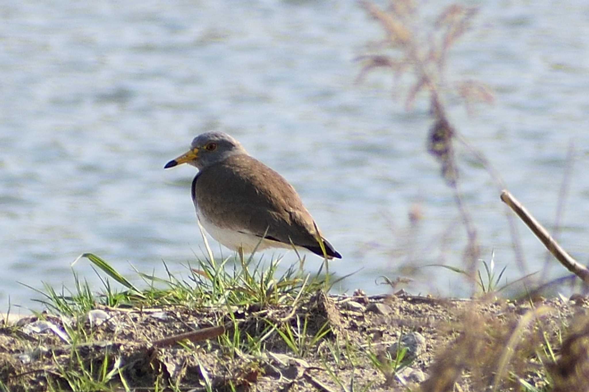 Photo of Grey-headed Lapwing at 庄内川 by よつくん