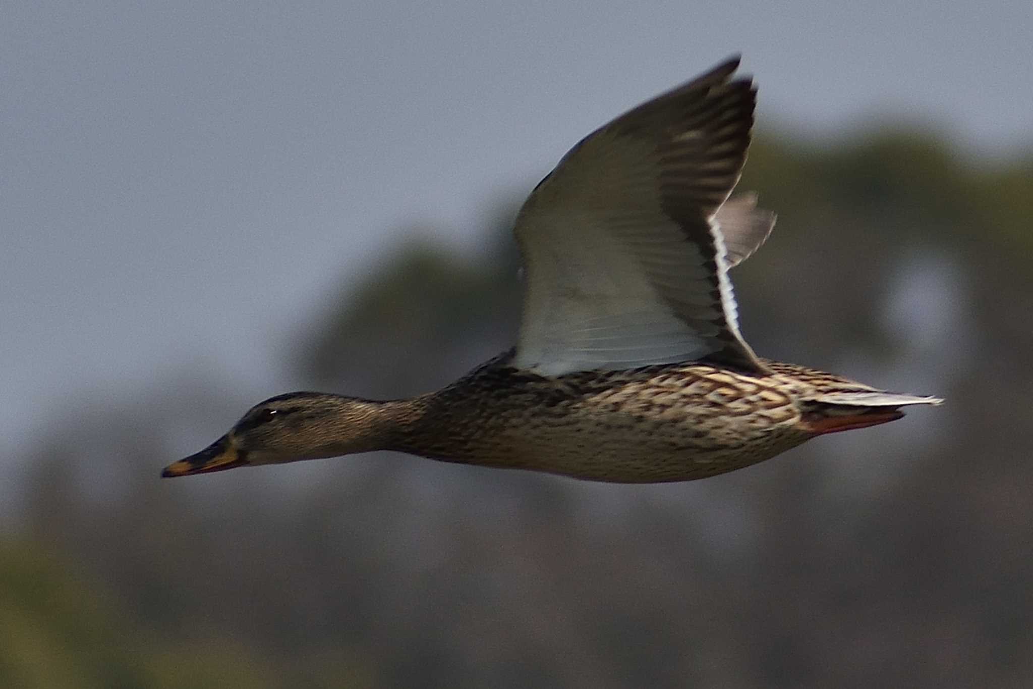 Eastern Spot-billed Duck