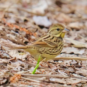 アオジ 秋ヶ瀬公園(野鳥の森) 2021年3月7日(日)