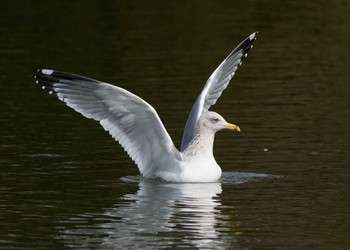 Vega Gull Osaka Tsurumi Ryokuchi Unknown Date