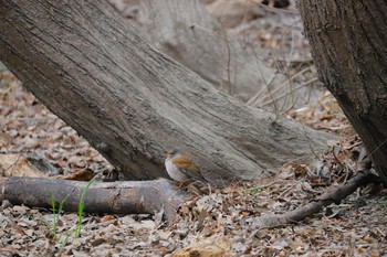 シロハラ 秋ヶ瀬公園(野鳥の森) 2021年3月7日(日)