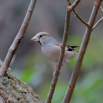 シメ 秋ヶ瀬公園(野鳥の森) 2021年3月7日(日)