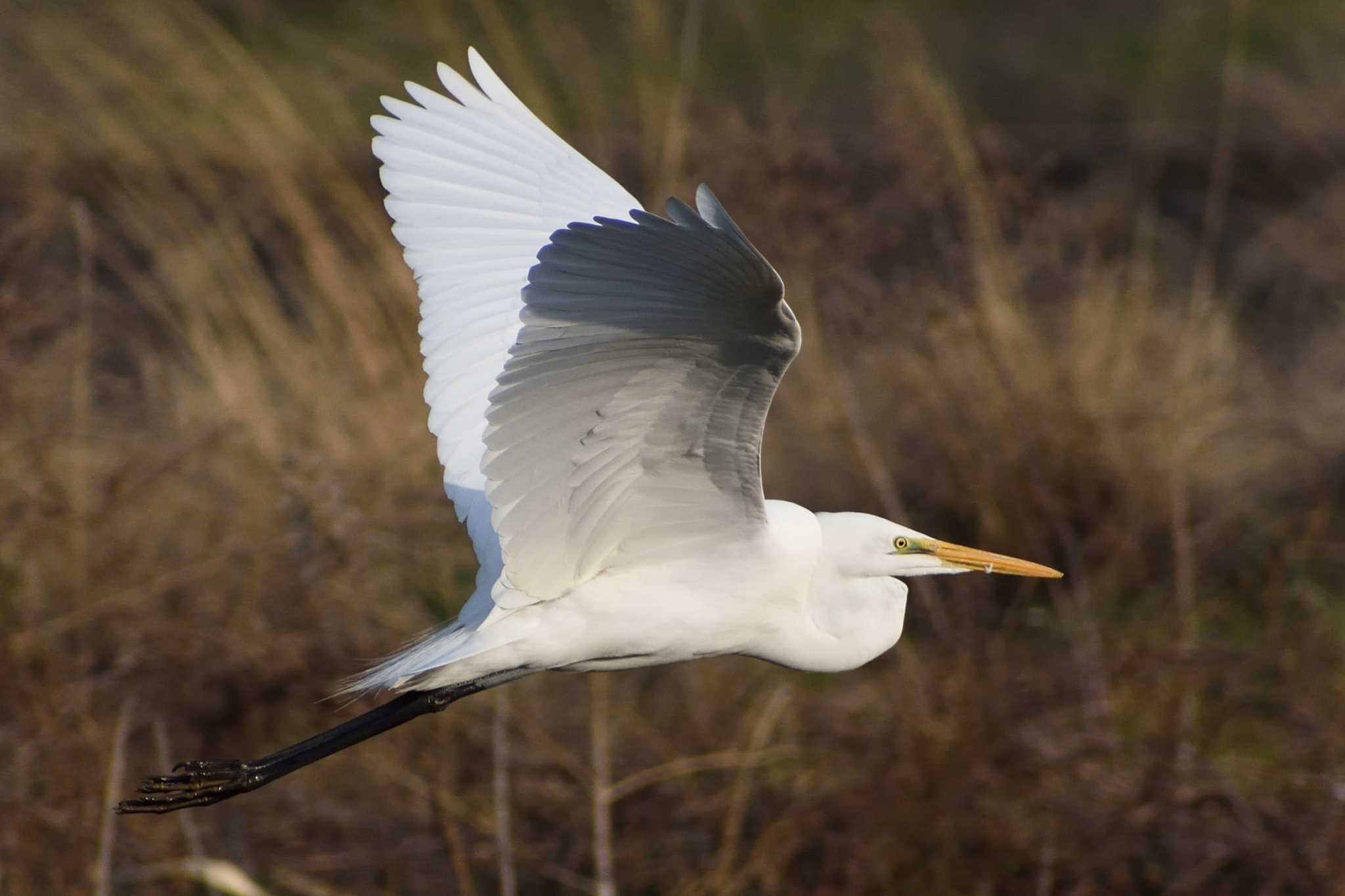 Medium Egret