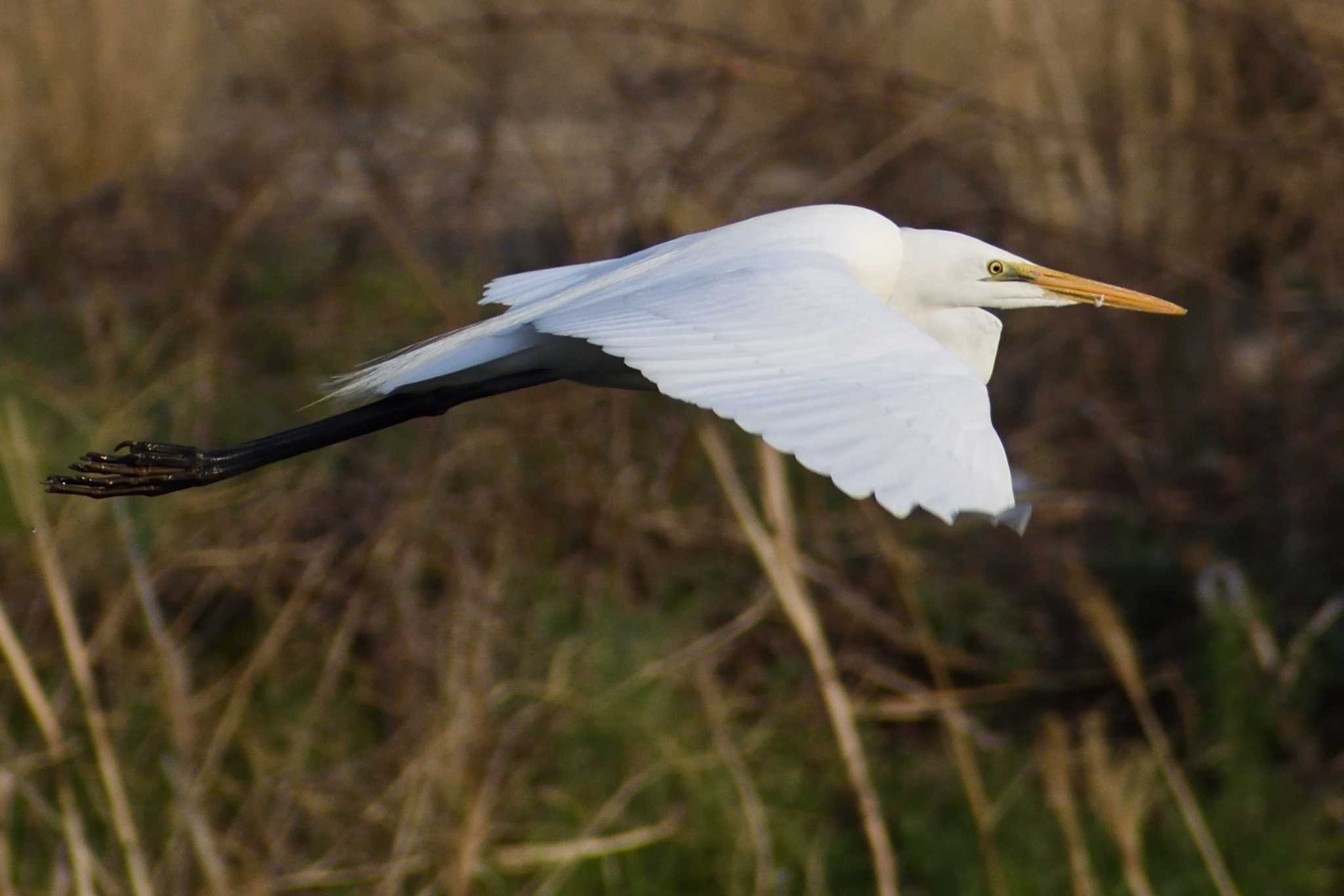 Photo of Medium Egret at 庄内川 by よつくん