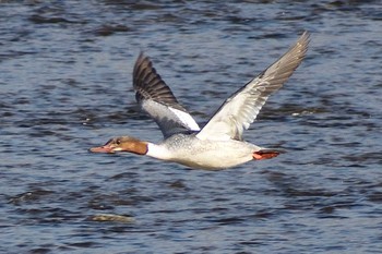 カワアイサ 庄内川 2021年3月11日(木)